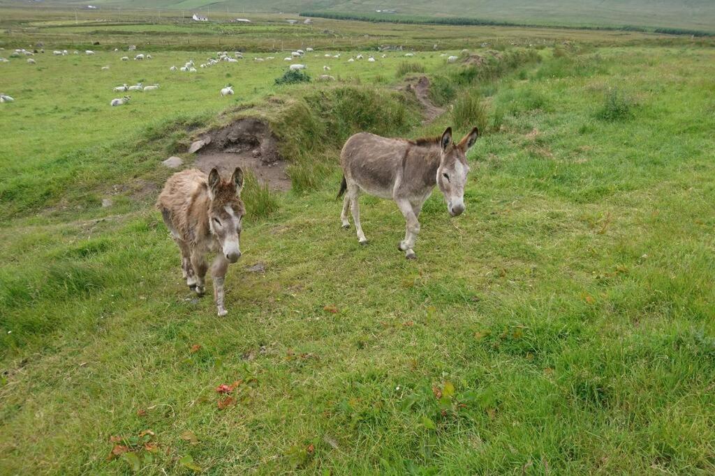 Appartamento Skellig View Bluebell Rose & The Kerry Cliffs Portmagee